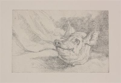 Pig Head; etching, 16 x 25 cm, 2011