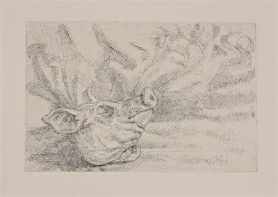 Pig Head; etching, 16 x 25 cm, 2011